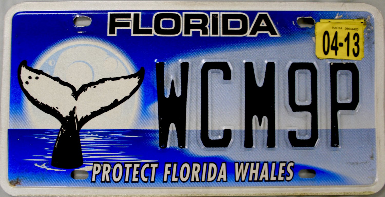 2013 Florida Protect Florida Whales License Plate (WCM9P)
