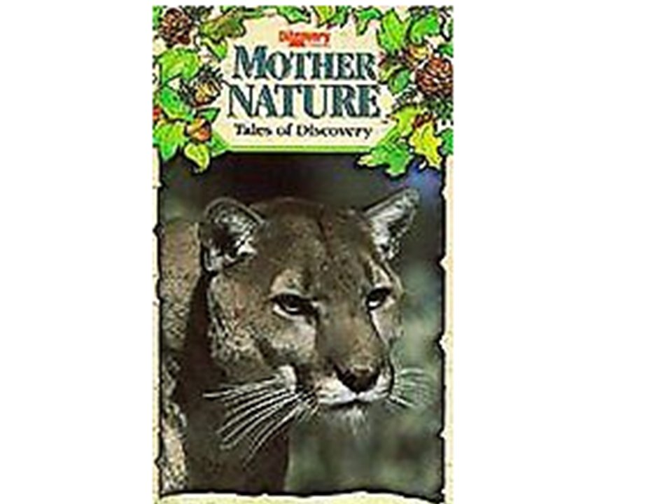 Mother Nature: Tales of Discovery Curious Cougar Kittens (VHS, 1992)