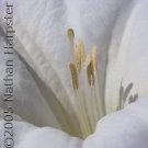 Desert Lilly