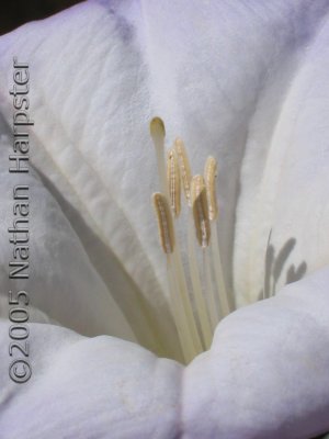 Desert Lilly