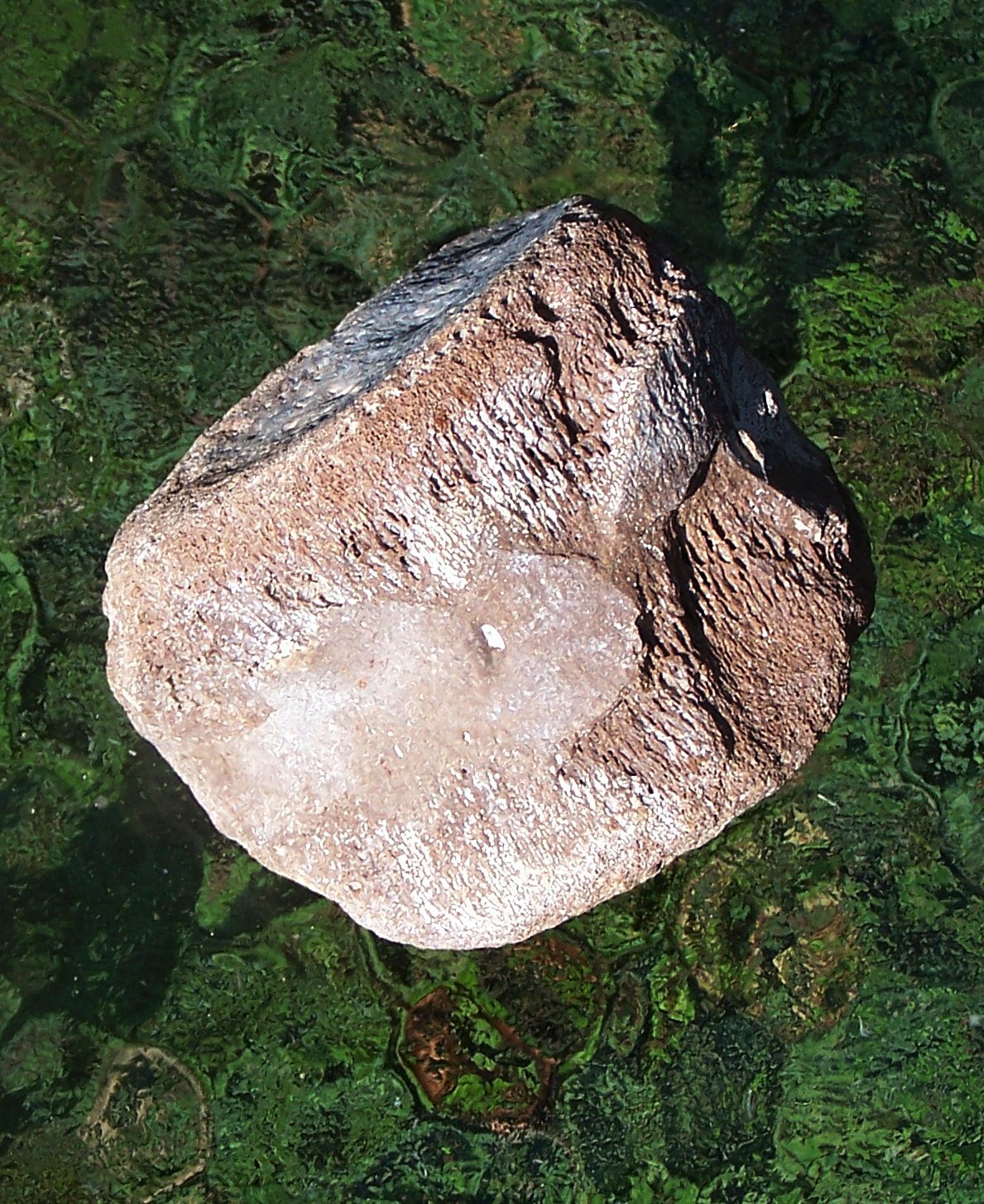 Metaxytherium floridanum (Manatee/Dugong/Sea Cow) Vetrebra Miocene, FLA