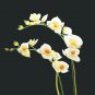 Orchid embroidery picture