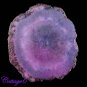 CERTIFIED 77.51Cts. SOLAR DRUZY AGATE GEODE CABOCHON GEMSTONE C6-1019