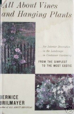 All About Vines Hanging Plants Bernice Brilmayer (HB