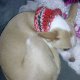 Dog Cowl(Neck Warmer)