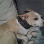 Dog Cowl(Neck Warmer)