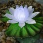 Glow Lily