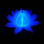 Glow Lily