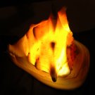 Helmet Conch Lamp