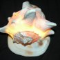 Helmet Conch Lamp