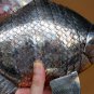 Beautiful Large Asian Articulated Silver Fish