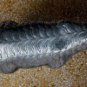 Large Asian Silver Dog