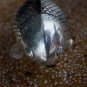 Elegant Asian Silver Fish