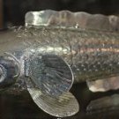 Asian Articulated Silver Fish #2