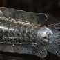 Asian Articulated Silver Fish #2