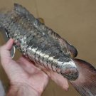 Elegant Asian Articulated large Silver Fish 1