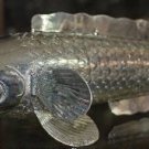 Asian Articulated Silver Snake Head Fish #2