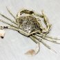 Asian Articulated Silver Crab #C105