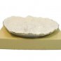 Mikasa Santa's Cookie Plate Holiday Elegance Fine Porcelain FK001