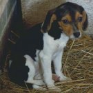 Beagle Puppy Counted Cross Stitch - Aida 14 Count