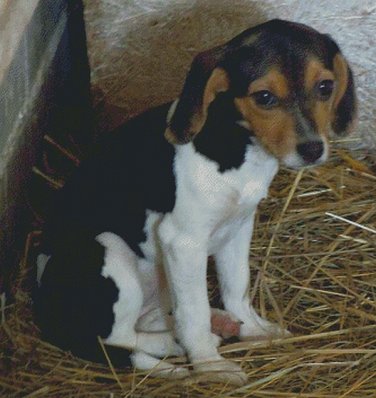 Beagle Puppy Counted Cross Stitch - Aida 14 Count