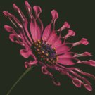 African Daisy Flower Counted Cross Stitch - Aida 14 Count