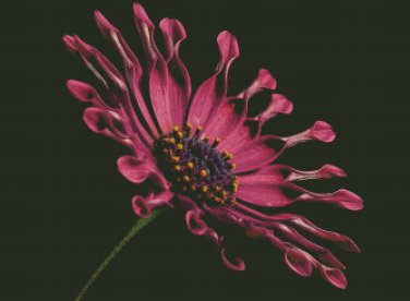 African Daisy Flower Counted Cross Stitch - Aida 14 Count