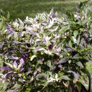 Purple Flash Chilli Seeds
