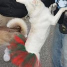 Dog Festive Tutu - Half Skirt