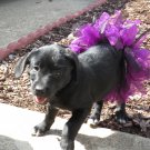 Dog Festive Tutu - Full Skirt