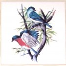 Blue Bird Ceramic Tile 4.25" x 4.25" Kiln Fired Decor Pair red chest Song Bird Blue Bird Ceramic Tile 4.25" x 4.25" Kiln Fired Decor Pair red chest Song Bird