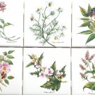 Tea Herb Botanical Flower Ceramic Tiles set of 6 of 4.25" Kiln fired Back Splash Tea Herb Botanical Flower Ceramic Tiles set of 6 of 4.25" Kiln fired Back Splash