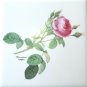 Botanical Rose Flower Ceramic Tile set of 8 of 4.25" x 4.25" Kiln fired Decor