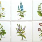 Herb Botanical Flower Ceramic Tile set of 6 of 4.25" Diplotaxis Muralis Kiln Fired Back Splash Herb Botanical Flower Ceramic Tile set of 6 of 4.25" Diplotaxis Muralis Kiln Fired Back Splash