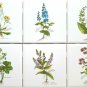 Herb Botanical Flower Ceramic Tile set of 6 of 4.25" Diplotaxis Muralis Kiln Fired Back Splash