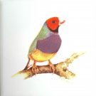 Red Headed Gouldian Finch Bird Ceramic Tile Red Headed Gouldian Finch Bird Ceramic Tile