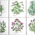 Herb Botanical Ceramic Tile set of 6 4.25" Kiln Fired Decor Back Splash Herb Botanical Ceramic Tile set of 6 4.25" Kiln Fired Decor Back Splash
