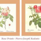 Pierre-Joseph Redoute Rose Prints