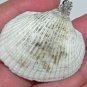 Tiny Turtle Jaccuzi Seashell Necklace