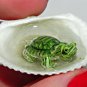 Tiny Turtle Jaccuzi Seashell Necklace