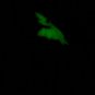 'Twas the night before Halloween! Glow in the Dark Necklace