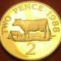 Extremely Rare Cameo Proof Guernsey 1988 2 Pence~2,500 Minted~Guernsey Cows~Fr/S