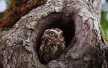 Owlmart