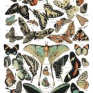 counted cross stitch pattern butterflies poster millot 258*401 stitches E1579