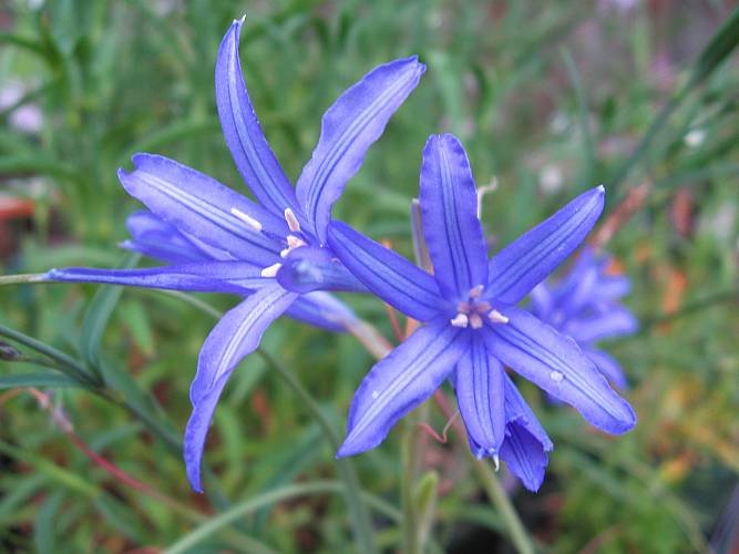 Ixiolirion tataricum, Wild Amaryllis, 12 BULBS