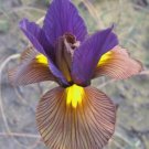 DUTCH IRIS EYE OF THE TIGER, 6 BULBS
