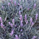 Lavender French (Lavandula dentata)