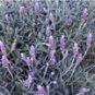 Lavender French (Lavandula dentata)
