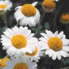 Chamomile Roman (Chamaemelum nobile)