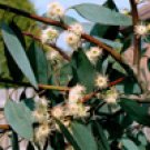 Eucalyptus Australiana (Eucalyptus radiata)